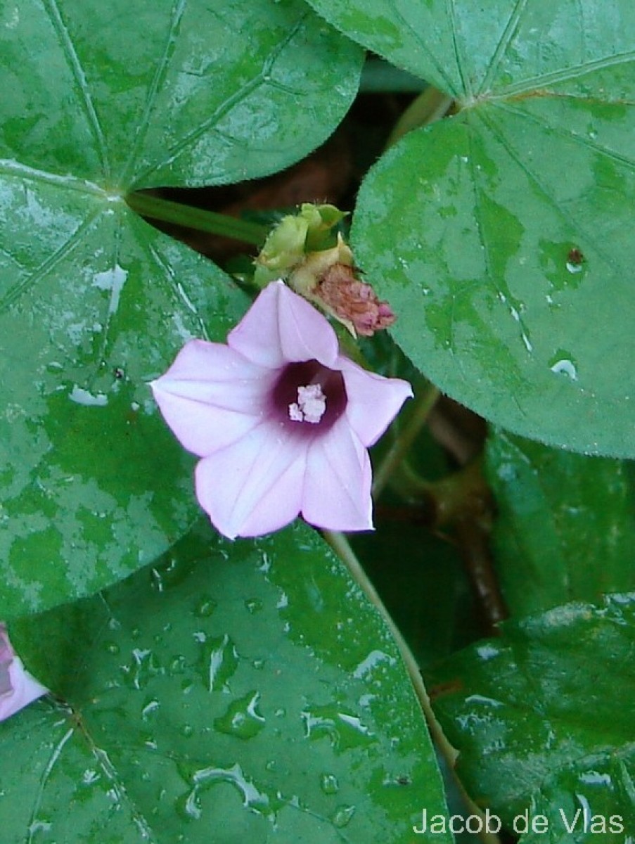 Ipomoea triloba L.